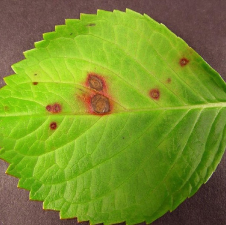 Phyllosticta causes circular leaf spots with brown/reddish borders. The spots can be really large covering a large area of the leaf.